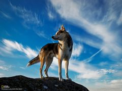 Tapeta National Geographic 610.jpg
